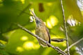 Trilling Gnatwren Ramphocaenus melanurus sanctaemarthae (Long-billed Gnatwren)