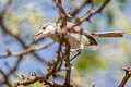 Tropical Gnatcatcher Polioptila plumbea superciliaris