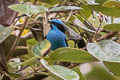 Turquoise Dacnis Dacnis hartlaubi