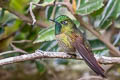 Tyrian Metaltail Metallura tyrianthina tyrianthina