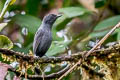 Uniform Antshrike Thamnophilus unicolor grandior 