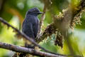 Uniform Antshrike Thamnophilus unicolor grandior 