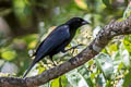 Velvet-fronted Grackle Lampropsar tanagrinus guianensis