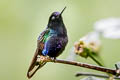 Velvet-purple Coronet Boissonneaua jardini