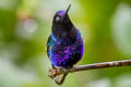 Velvet-purple Coronet Boissonneaua jardini