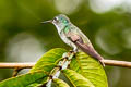 Versicoloured Emerald Chrysuronia versicolor millerii