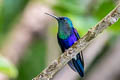 Violet-crowned Woodnymph Thalurania colombica colombica