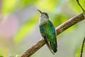 Violet-crowned Woodnymph Thalurania colombica colombica