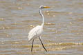 Western Great Egret Ardea alba agretta