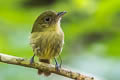 Olivaceous Flatbill Rhynchocyclus aequinoctialis tamborensis