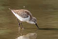 Western Sandpiper Calidris mauri