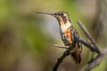 White-bellied Woodstar Chaetocercus mulsant