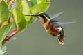 White-bellied Woodstar Chaetocercus mulsant