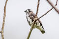 White-browed Purpletuft Iodopleura isabellae