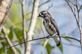 White-browed Purpletuft Iodopleura isabellae