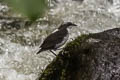 White-capped Dipper Cinclus leucocephalus rivularis