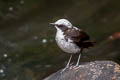 White-capped Dipper Cinclus leucocephalus rivularis