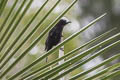 White-capped Tanager Sericossypha albocristata