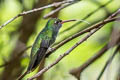 White-chinned Sapphire Chlorestes cyanuss viridiventris