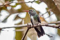 White-chinned Sapphire Chlorestes cyanuss viridiventris