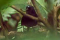 White-crowned Tapaculo Scytalopus atratus atratus