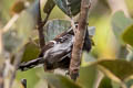 White-flanked Antwren Myrmotherula axillaris melaena