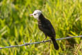 White-headed March Tyrant leucocephala