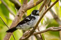 White-naped Seedeater fringilloides