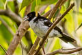 White-naped Seedeater fringilloides