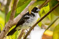 White-naped Seedeater fringilloides