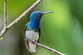 White-necked Jacobin Florisuga mellivora mellivora