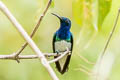 White-necked Jacobin Florisuga mellivora mellivora