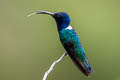 White-necked Jacobin Florisuga mellivora mellivora