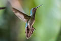 White-necked Jacobin Florisuga mellivora mellivora