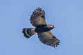 White-rumped Hawk Parabuteo leucorrhous