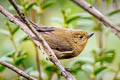 White-sided Flowerpiercer Diglossa albilatera albilatera