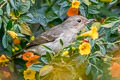 White-sided Flowerpiercer Diglossa albilatera albilatera