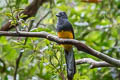 White-tailed Trogon Trogon chionurus