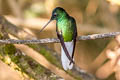 White-tailed Starfrontlet Coeligena phalerata