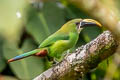 White-throated Toucanet Aulacorhynchus albivitta albivitta