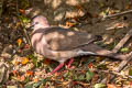 White-tipped Dove Leptotila verreauxi verreauxi