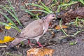 White-tipped Dove Leptotila verreauxi verreauxi