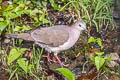 White-tipped Dove Leptotila verreauxi verreauxi