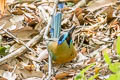 Whooping Motmot Momotus subrufescens subrufescens