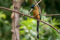 Whooping Motmot Momotus subrufescens subrufescens