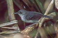 Yapacana Antbird Aprositornis disjuncta