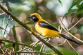 Yellow-backed Oriole Icterus chrysater giraudii 