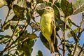 Yellow-bellied Chat-Tyrant Silvicultrix diadema jesupi