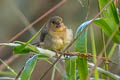 Yellow-bellied Seedeater Sporophila nigricollis nigricollis