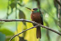 Yellow-billed Jacamar Galbula albirostris albirostris 